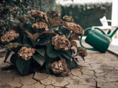 Fim das hortênsias nos nossos jardins: eis porque não se deve mais plantá-las Uma hortênsia com flores castanhas num jardim seco