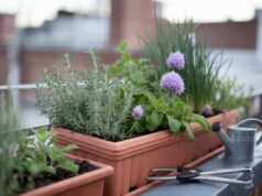 Evite comprar aromáticas todos os anos: 10 ervas perenes para plantar já nesta primavera Floreira de tomilho, orégãos, hortelã e cebolinho numa varanda