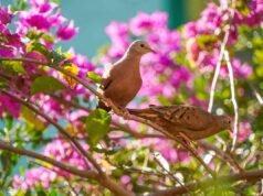 Azul, branco, amarelo vivo… : descubra as cores que assustam as aves e como usá-las no jardim Aves num jardim