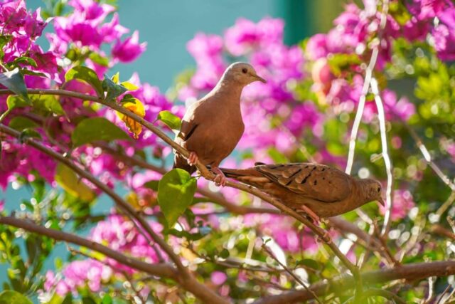 Aves num jardim Aves num jardim