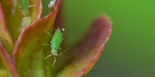 anti-pulgões natural bicarbonato