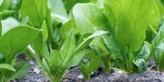 quando como plantar espinafres