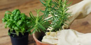 ervas aromáticas plantar março abril